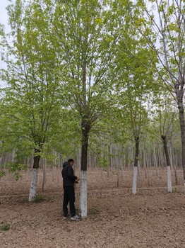 北京15公分速生白蜡树基地