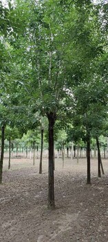 安徽12公分速生白蜡树产地货源