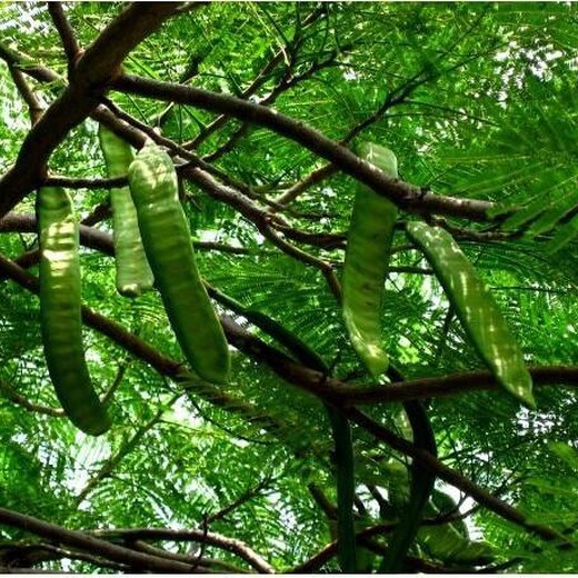 起运苗木皂荚树,上海承接皂角树苗木栽培技术