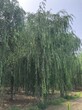 贵州柳树,竹柳图片