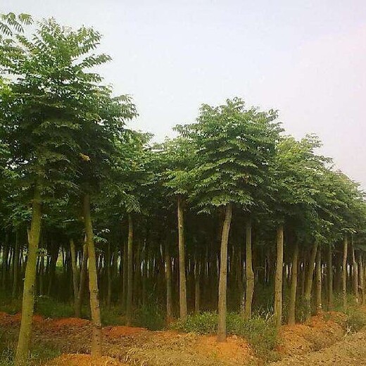 起运苗木皂荚树,贵州承接皂角树苗木栽培技术