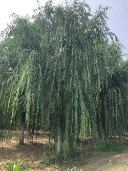 滨州18公分垂柳树出售批发