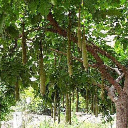起运苗木皂荚树,浙江供应皂角树苗木栽培技术
