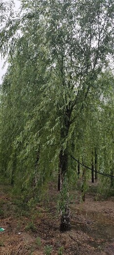 辽宁10公分垂柳树基地,馒头柳