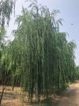 北京垂柳树苗木栽培技术,金丝柳树苗