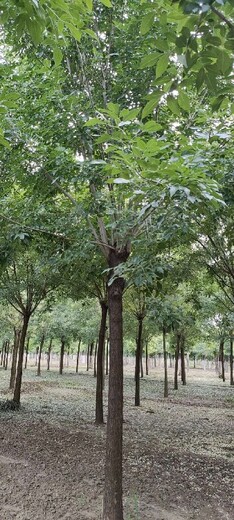 滨州13公分速生白蜡树产地货源