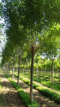 安徽12公分速生白蜡树产地货源
