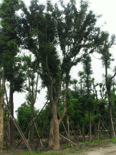 西藏皂角树苗木栽培技术