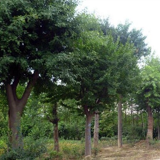 贵州皂角树苗木栽培技术,皂荚树