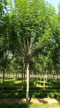 滨州12公分速生白蜡树出售批发