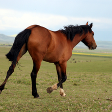 南京优质伊犁马养殖场,骑乘马品种图片