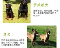 庆阳哪里有出售莱州犬的莱州红养狗场位置图片3