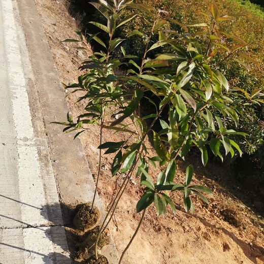 福新苗圃木荷地苗,河西销售木荷小苗价格实惠