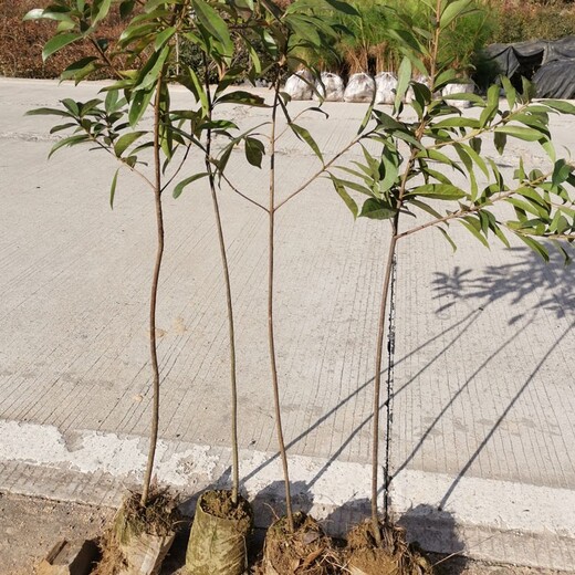 福新苗圃木荷地苗,河北生产木荷小苗质量可靠