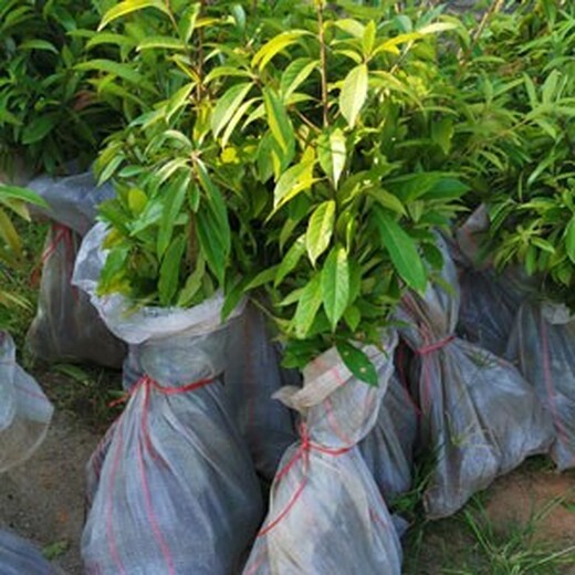 福新苗圃木荷大田苗,大港生产木荷小苗