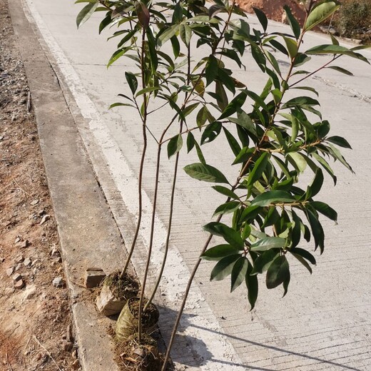 河北供应木荷小苗规格,木荷大田苗