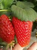 海南新品種天仙醉草莓苗脫毒基地優草莓種苗