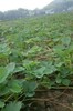 鎮江越秀草莓苗品種介紹脫毒草莓苗