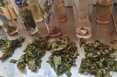 陇南奶茶茶叶供应商厂家,柠檬茶茶叶图片2