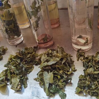 源芽茶厂柠檬茶茶叶,重庆奶茶茶叶批发市场柠檬茶茶叶厂家
