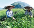 日喀则奶茶茶叶供应商厂家直销,泰式柠檬茶叶