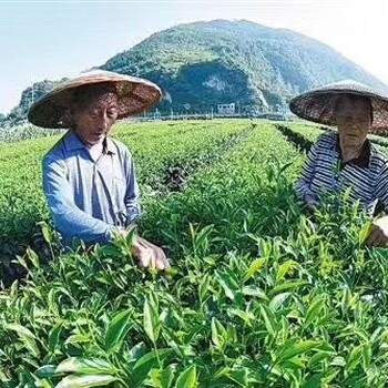 南平奶茶茶叶供应商厂家,柠檬茶茶叶