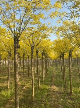 泉州金枝槐12--20公分基地