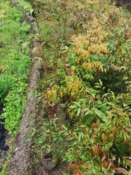 吉安井冈山福新苗圃红锥价格红锥容器苗