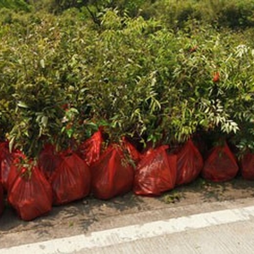 福新苗圃红椎无纺布袋苗,河东生产红椎袋苗质量可靠