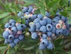 销售中鑫蓝莓培育基地追雪珠宝奥尼尔蓝莓苗多少钱
