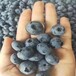 销售泰安中鑫蓝莓培育基地明星兔眼蓝莓自由蓝莓量大从优