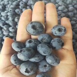 供应中鑫蓝莓培育基地追雪珠宝奥尼尔蓝莓苗服务图片4