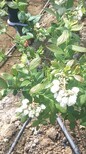 供应中鑫蓝莓培育基地追雪珠宝奥尼尔蓝莓苗服务图片3
