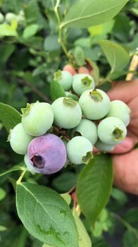 销售泰安中鑫蓝莓培育基地蓝莓苗服务至上