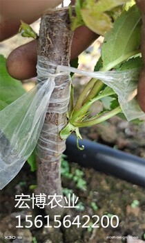 铜川销售吉塞拉根系品种,组培吉塞拉12号樱桃砧木