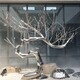 青海不锈钢树雕塑图