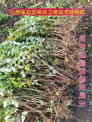 重庆城口1年连翘苗种植几年结果