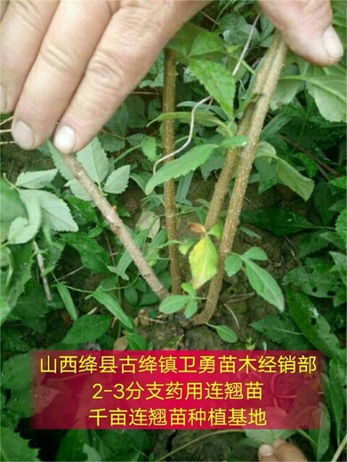重庆彭水0.3公分连翘苗种植基地
