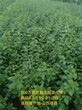 内蒙古乌海0.6公分连翘苗种植季节