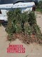 湖北荆州80公分连翘苗基地价格产品图