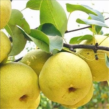 银庄农业新梨7号,泰安供应梨树嫁接种植基地供应多品梨树苗价格品种繁多