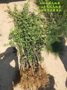 云南黃蓋花椒苗多少錢一棵