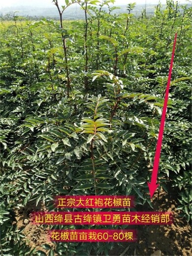 河南当年花椒苗亩栽多少棵