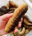  Hebei wild watery sea cucumber wholesale operation is simple, watery sea cucumber