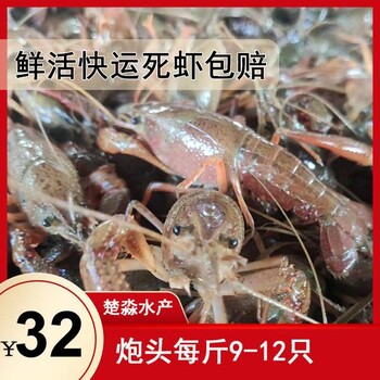 潜江鲜活小龙虾青虾中青4钱5钱6钱规格8月15-8月20售价32元每斤30斤起售包运费