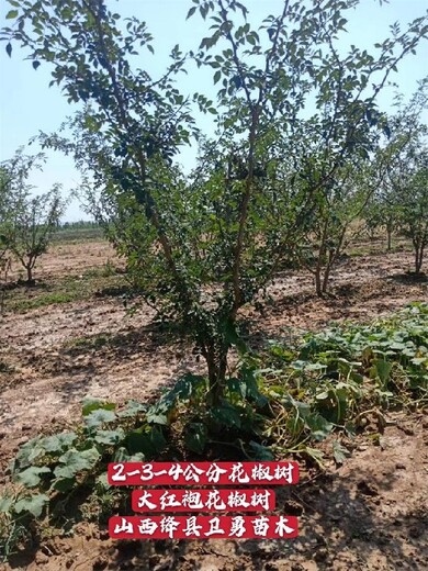 山西2年花椒苗价格