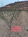 陜西獅子頭花椒苗畝栽多少棵