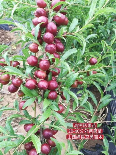 黑龙江2年高产钙果苗一亩地种植多少棵