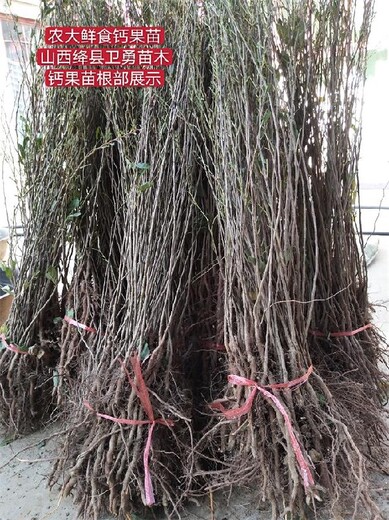广东农大钙果苗种植基地