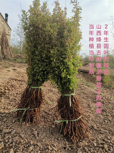 甘肃农大钙果苗种植基地,欧李苗